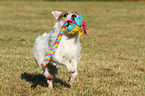 playing Jack Russell Terrier