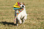 playing Jack Russell Terrier