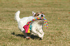 playing Jack Russell Terrier