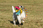 playing Jack Russell Terrier