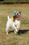 playing Jack Russell Terrier