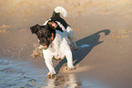 walking Jack Russell Terrier