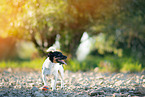 Jack Russell Terrier