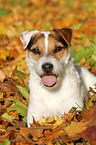 lying Jack Russell Terrier