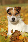 lying Jack Russell Terrier