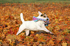 playing Jack Russell Terrier