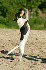 begging Jack Russell Terrier