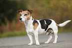 Jack Russell Terrier