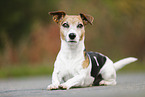 lying Jack Russell Terrier