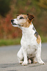 sitting Jack Russell Terrier