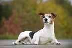 lying Jack Russell Terrier