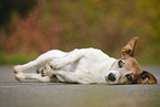 lying Jack Russell Terrier