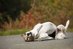 rolling Jack Russell Terrier