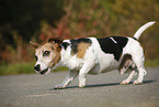 Jack Russell Terrier