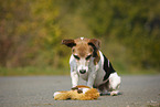 Jack Russell Terrier with toy