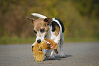 Jack Russell Terrier with toy