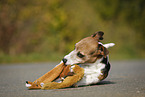 Jack Russell Terrier with toy