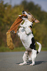 Jack Russell Terrier with toy