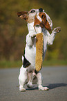 Jack Russell Terrier with toy