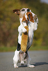 Jack Russell Terrier with toy