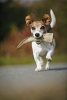 playing Jack Russell Terrier