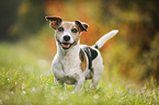 Jack Russell Terrier