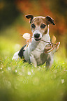 sitting Jack Russell Terrier