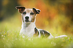 lying Jack Russell Terrier