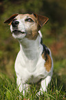 walking Jack Russell Terrier