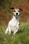 sitting Jack Russell Terrier