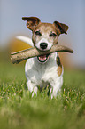 Jack Russell Terrier