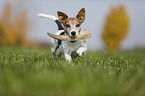 playing Jack Russell Terrier