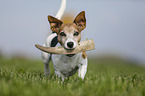 playing Jack Russell Terrier