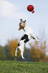 jumping Jack Russell Terrier