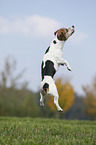 jumping Jack Russell Terrier