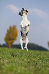 jumping Jack Russell Terrier