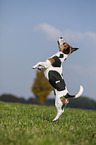 jumping Jack Russell Terrier