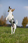 jumping Jack Russell Terrier