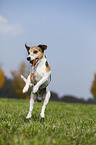 jumping Jack Russell Terrier