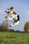 jumping Jack Russell Terrier