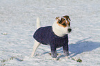 Jack Russell Terrier wears pullover