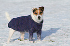 Jack Russell Terrier wears pullover