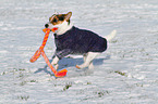 playing Jack Russell Terrier