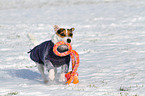 playing Jack Russell Terrier