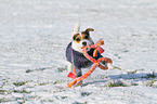 playing Jack Russell Terrier