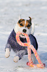 playing Jack Russell Terrier