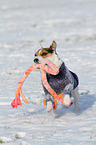 playing Jack Russell Terrier