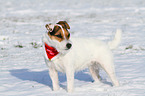 Jack Russell Terrier with bandana