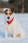 sitting Jack Russell Terrier