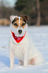 sitting Jack Russell Terrier